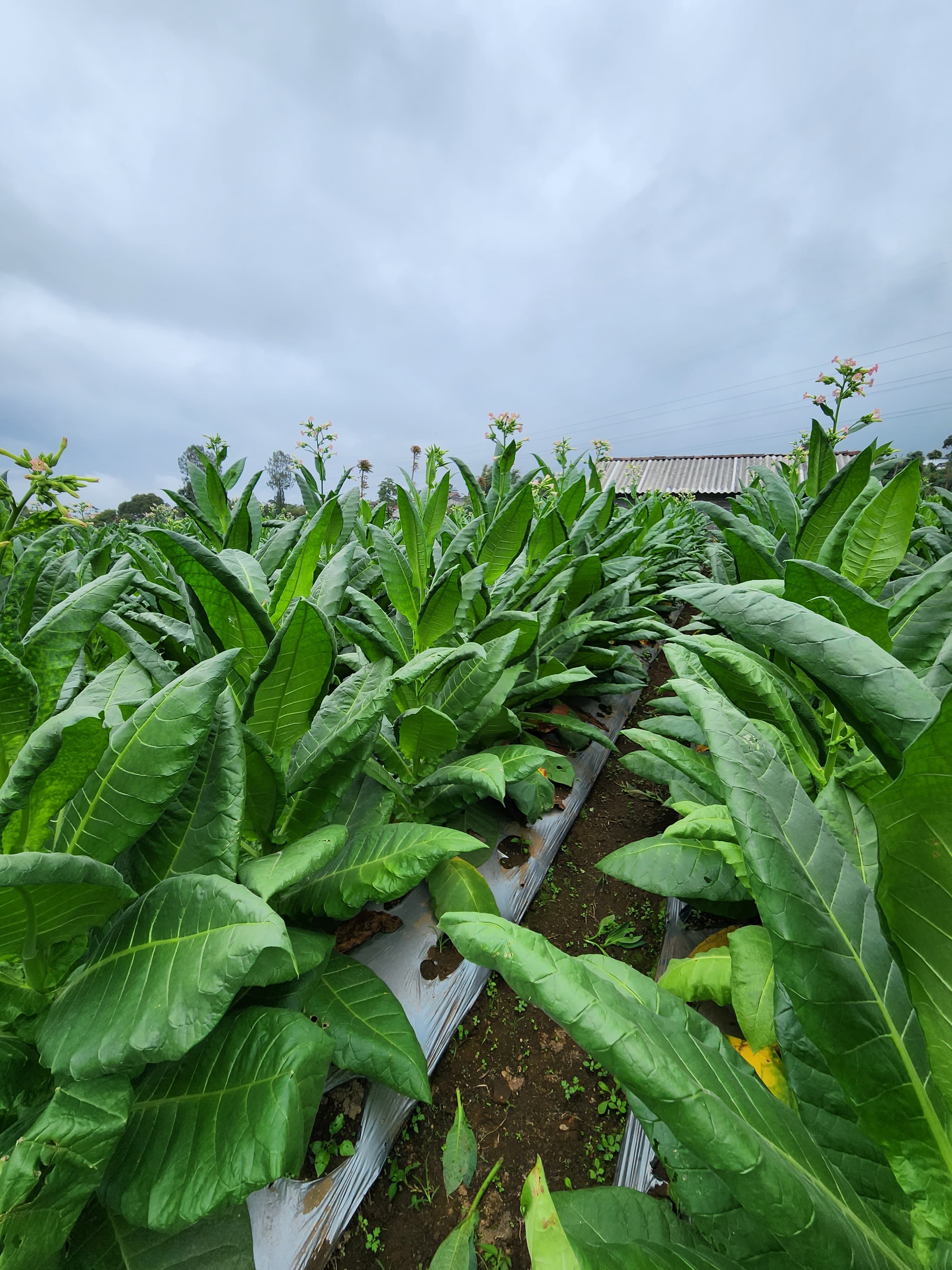 BCL Farm indoor cultivation facility