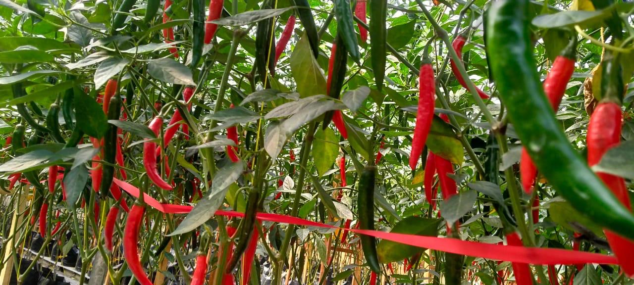 Healthy chili crop treated with Super Vermicompost