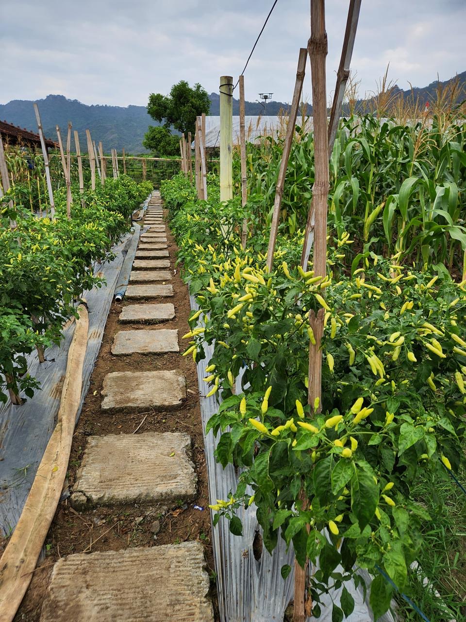 Chili harvest with Super Vermicompost